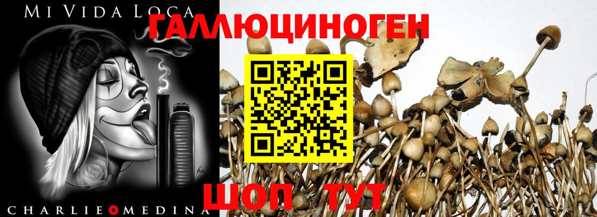 Галлюциногенные грибы Psilocybe Нефтекумск
